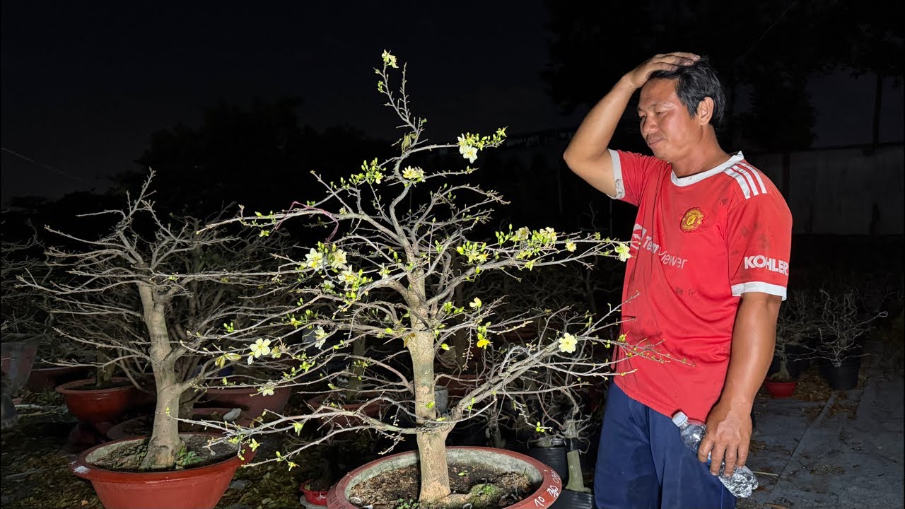 TOANG! Hàng loạt vườn mai bị nở vì lặt sớm Lộc Tài bất lực nhìn nụ bung mỗi ngày hạ giá rẻ bất ngờ