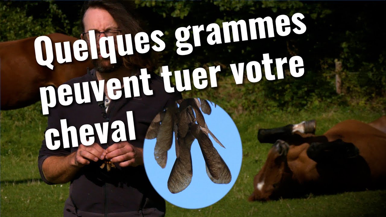Attention, ! Quelques grammes suffisent pour tuer votre cheval !