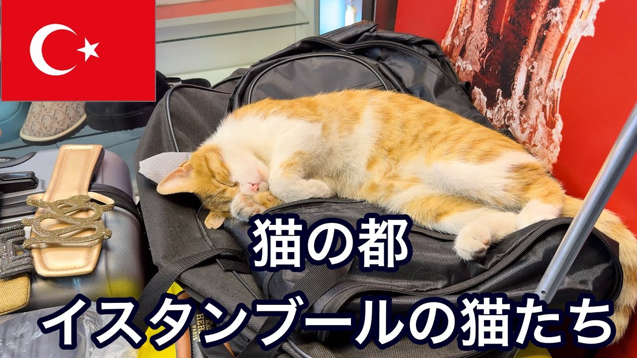 猫の都　トルコ🇹🇷イスタンブール