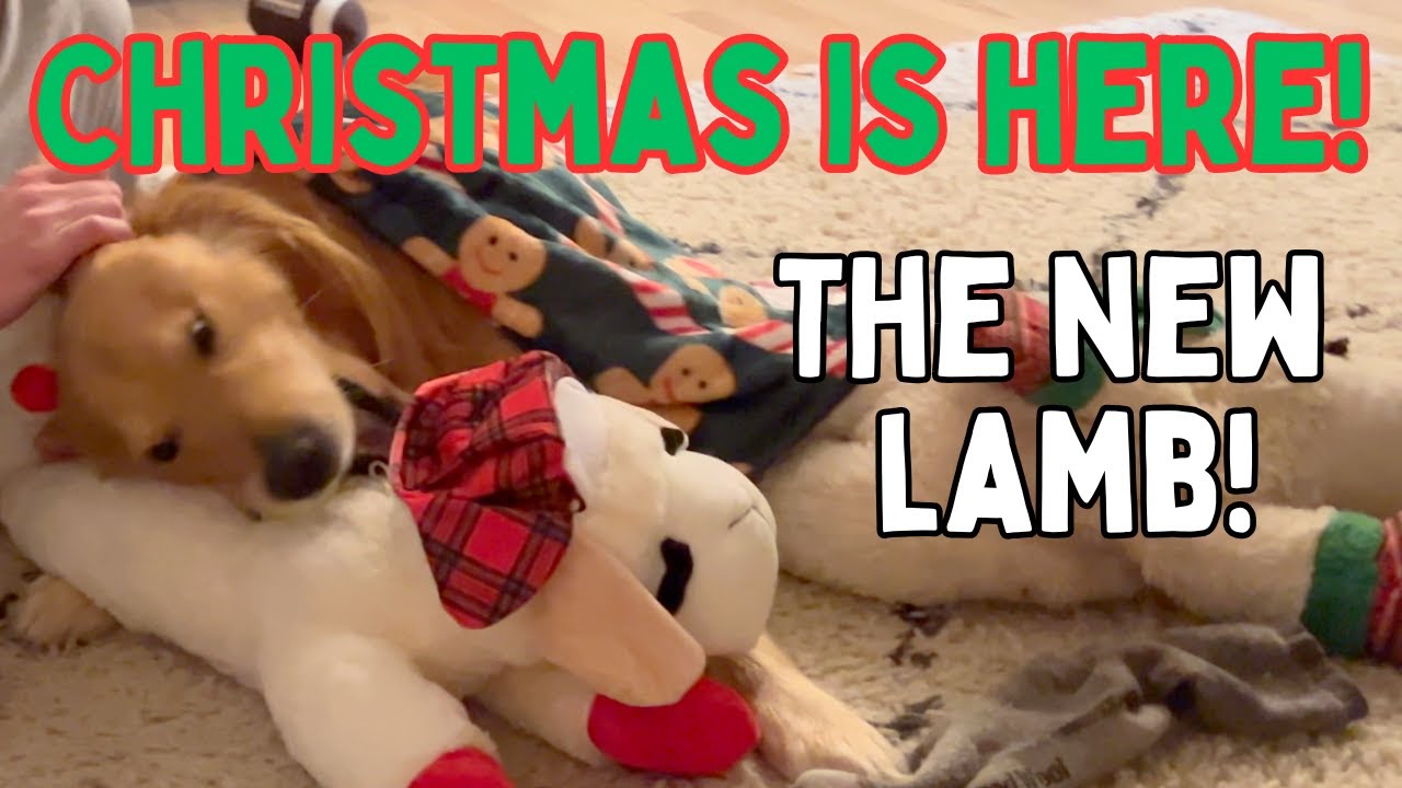 Golden Retriever can tell his presents apart | Christmas Eve