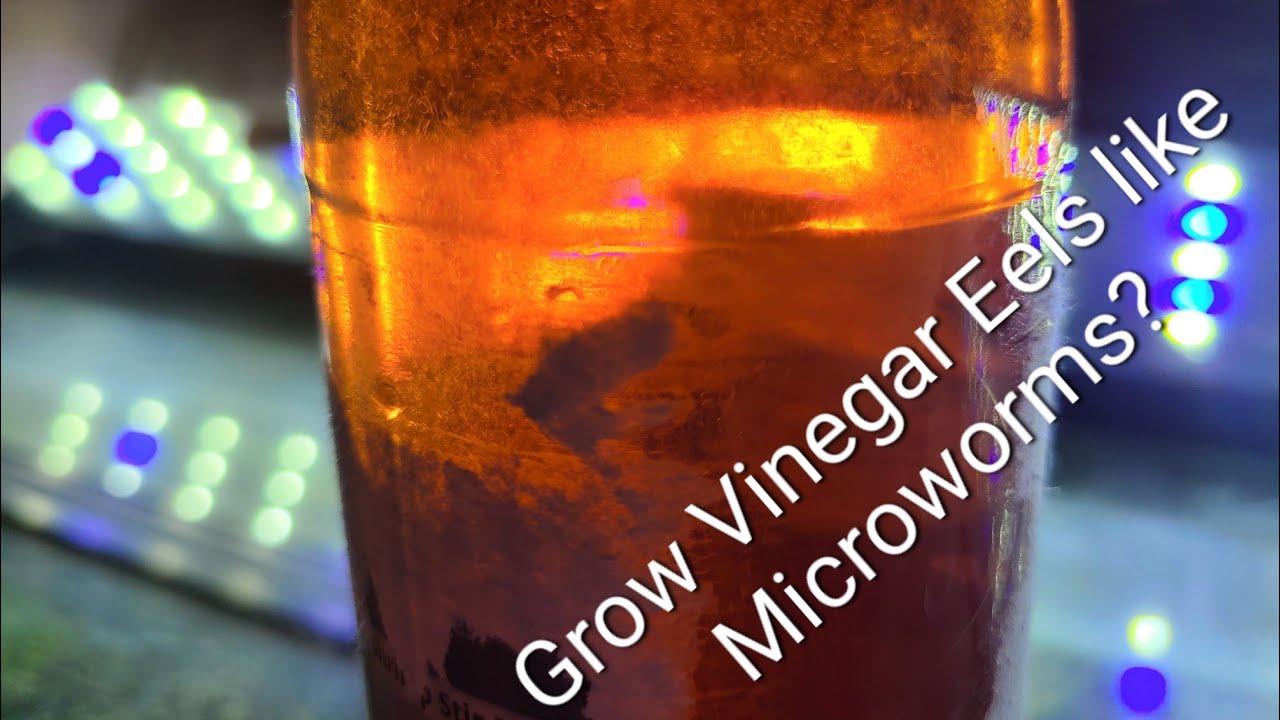 The Best Way to Culture Vinegar Eels