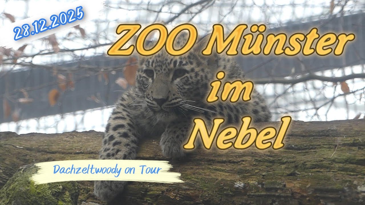 28.12.2025 Zoo Münster im Nebel #dachzeltwoody #zoo #allwetterzoo #zootiere #münster #zoomünster