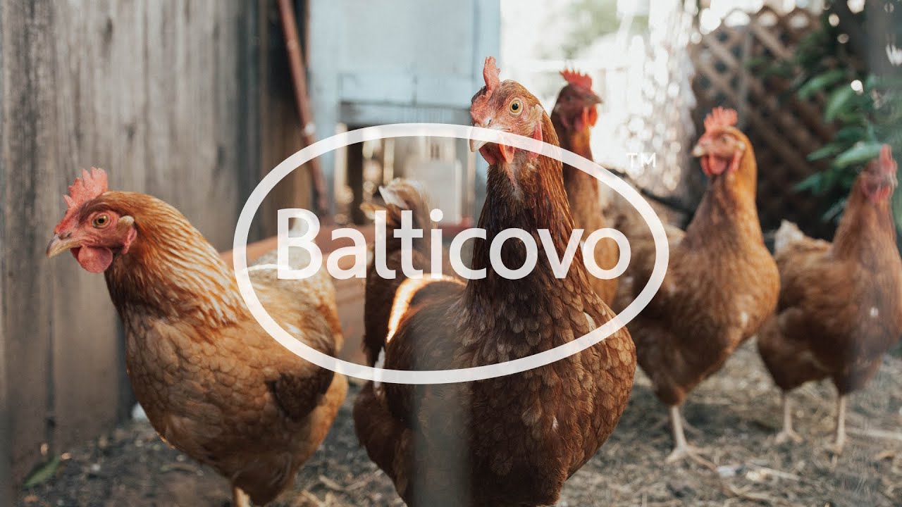 BALTICOVO 50th Birthday Day #tribework