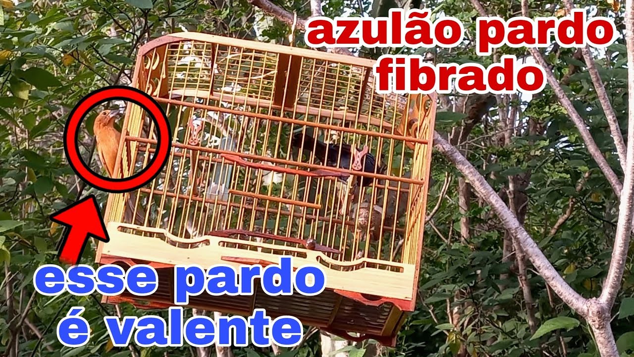 achei um AZULÃO pardo muito fogoso. campeada com o azulão asa branca