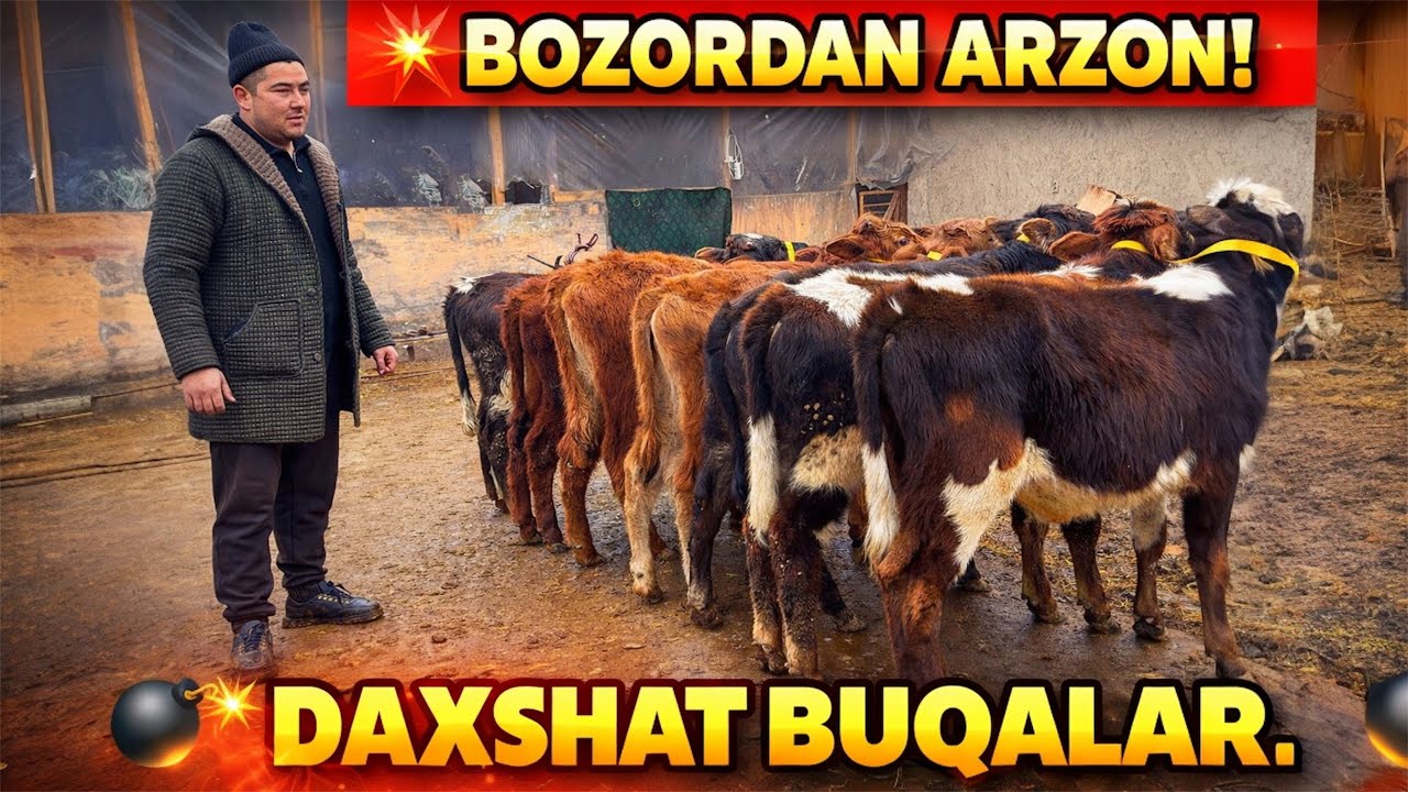 😱 BOZORDAN ARZON! DAXSHAT BOQMA BUQALAR