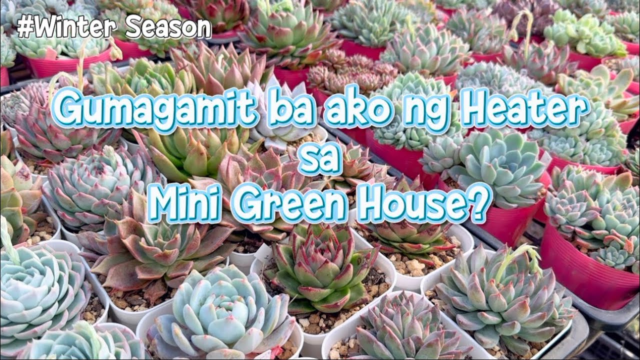 【Winter Season】Gumagamit Ba Ako Ng Heater For My  Succulents