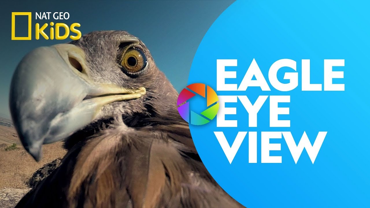 Eagle Eye View | Ready, Set, Zoom!