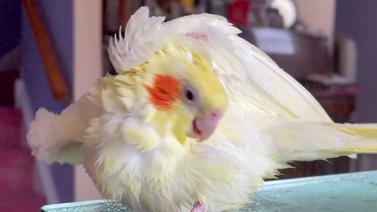 Dusty cockatiels getting a spray shower bath 🛀