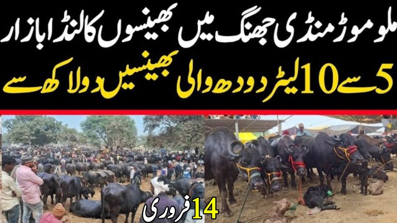 Buffalo Rate Today | Jhang Janwar Mandi Bhains Price