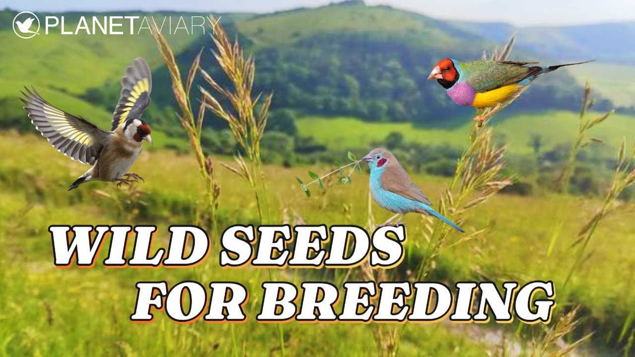 How to collect WILD seeding GRASS SEEDS for conditioning your birds. Great for breeding finches.