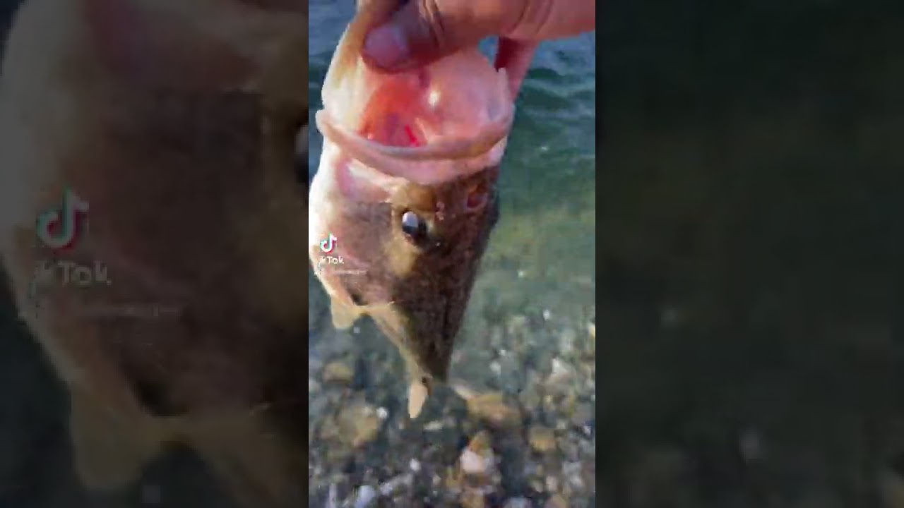 Relesed This chunky #bass #bassvideo