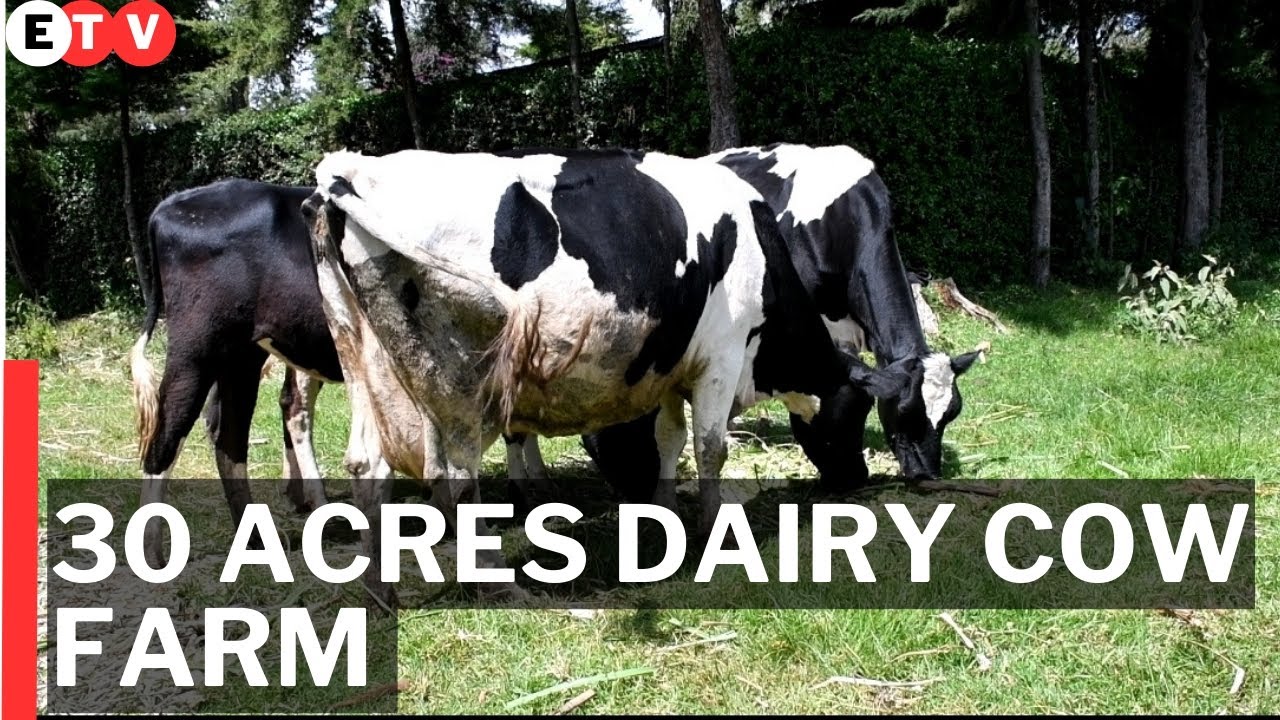 30 Acres Dairy Cow Farm in Laikipia (Kenya)