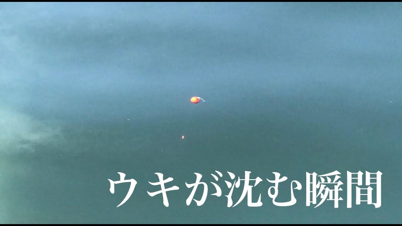 ウキが沈むアタリの瞬間・・・【チヌ釣り　黒鯛釣り　フカセ釣り　ウキ釣り】