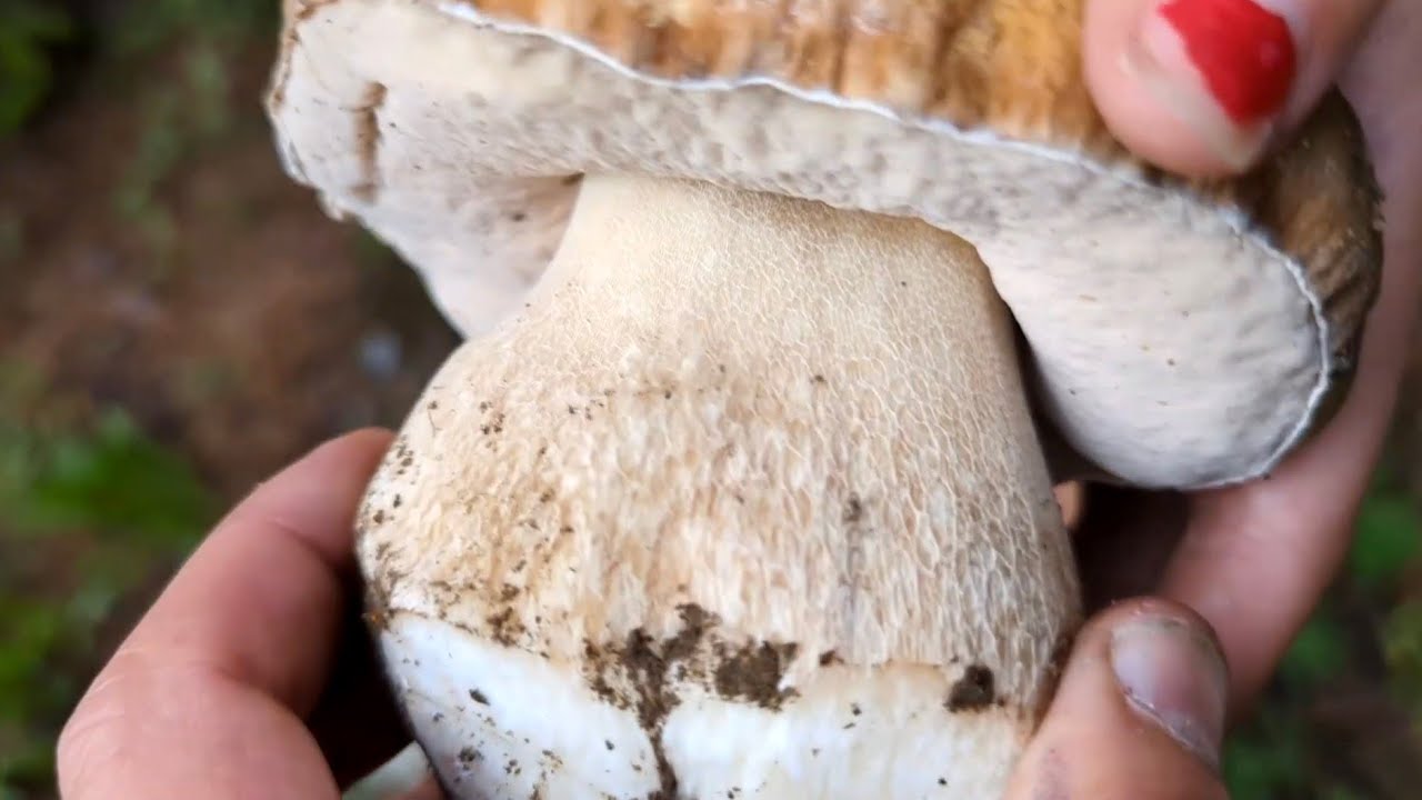 Picking WILD Mushrooms in the remote CANADIAN Sub Alpine Wilderness. PORCINI, KING BOLETE, PENNY BUN