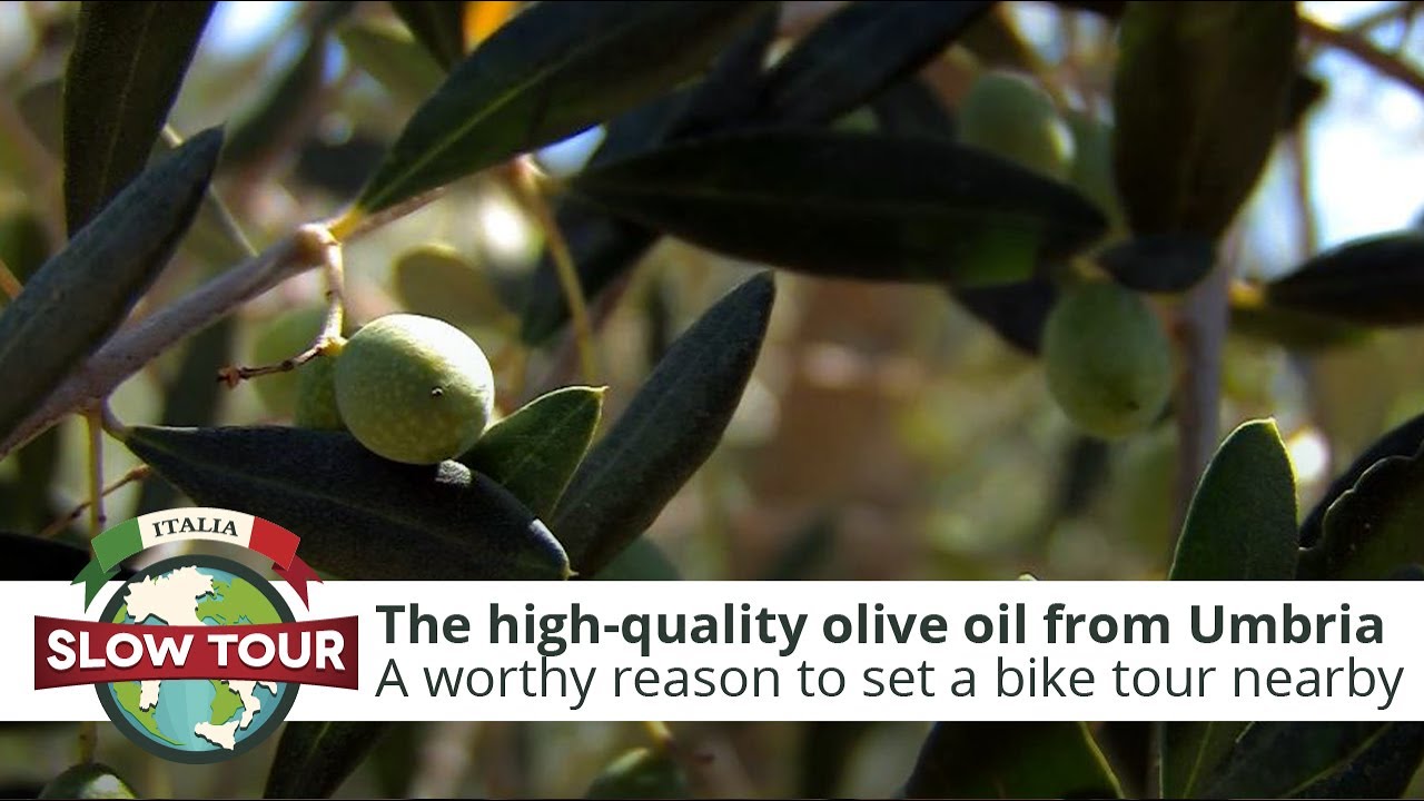 Bike tour to taste some fine Umbrian olive oil | Italia Slow Tour