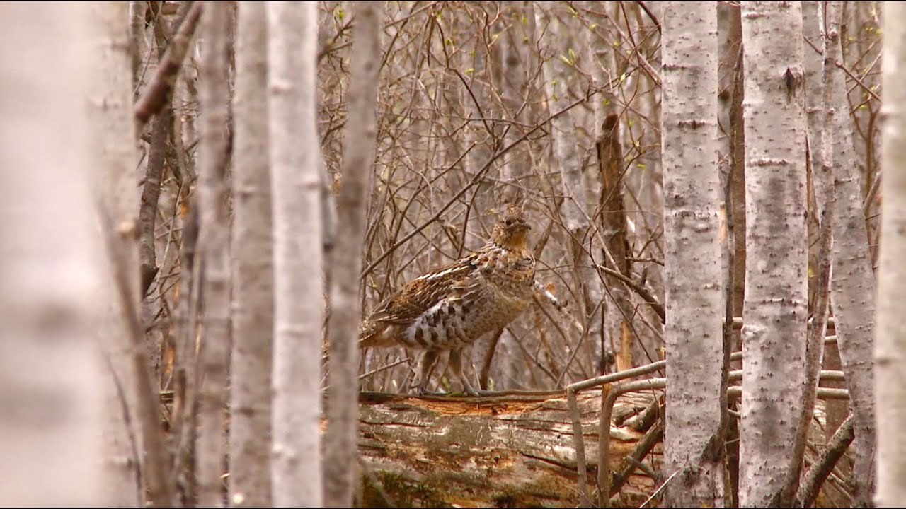 Healthy Forests, Abundant Wildlife, Conservation Ethics! Join RGS & AWS Today