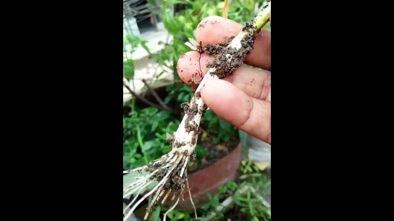 আমার ছোট ঘরে চার ছেলের জায়গা হয়েছে কিন্তু তার #trending#facts#viral#foryou@%2026