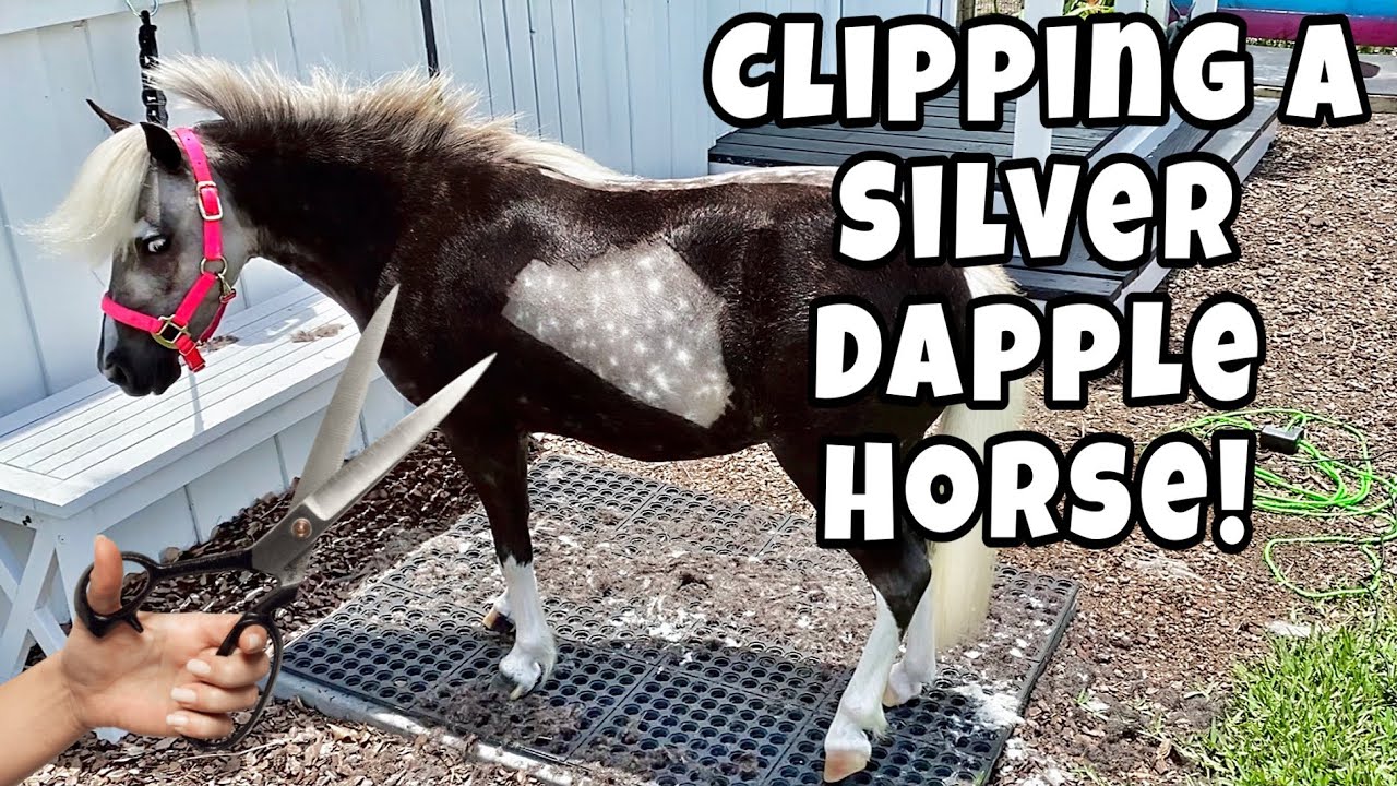 Silver Black Miniature Horse - Body Clipping a Silver Dapple