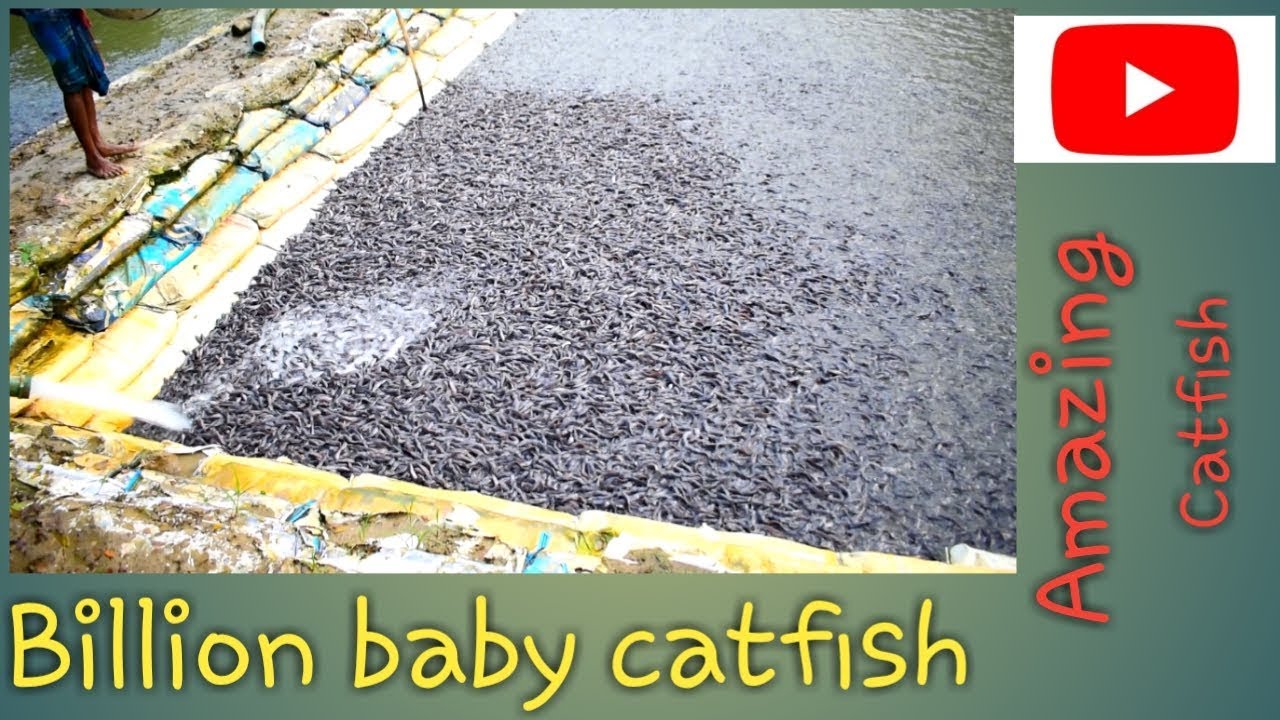 Millions catfish Eating food in pool| Baby Catfish Feeding In pool ||||||