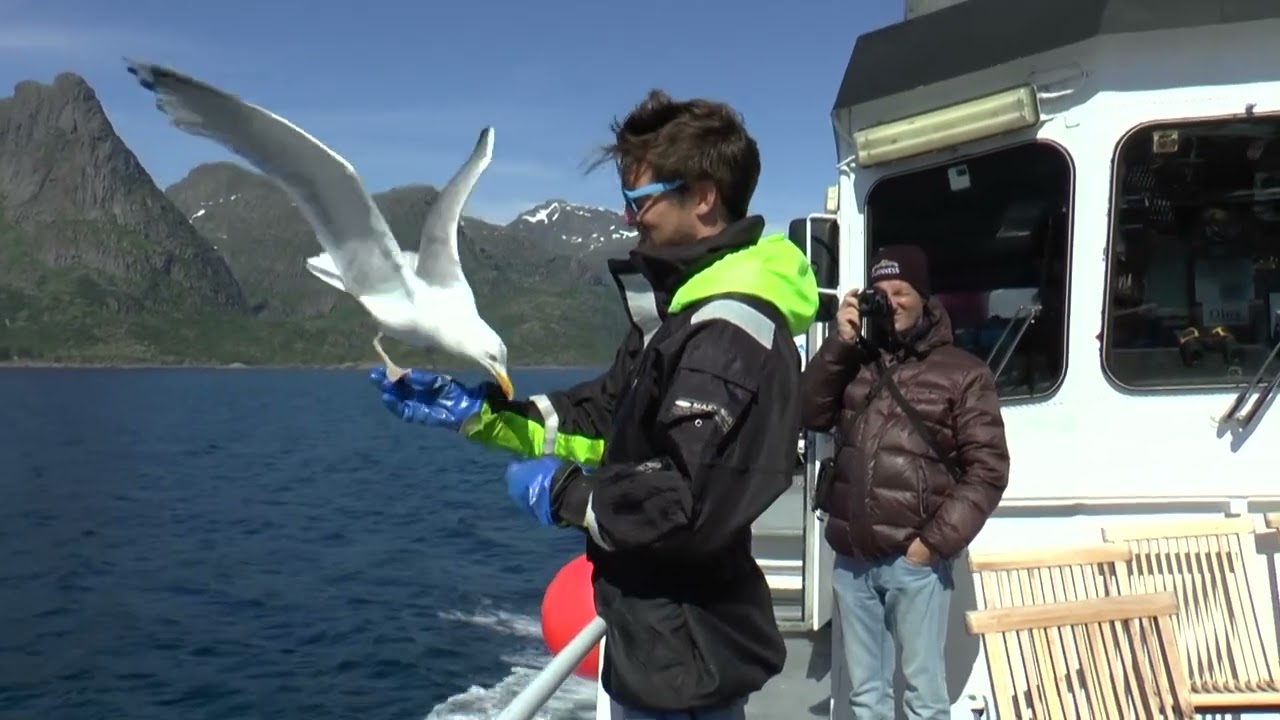 Lofoten, le calde isole della pesca norvegese