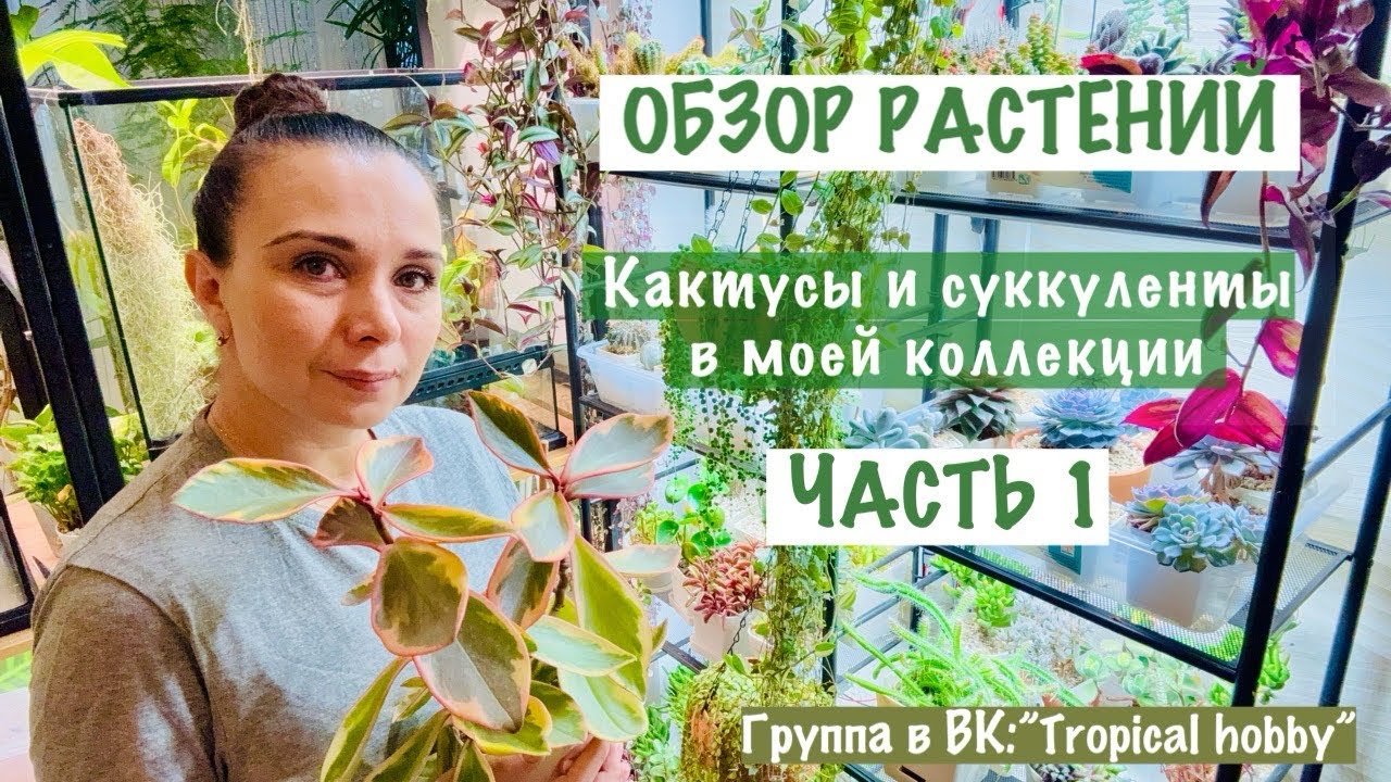 Обзор растений. Часть1. Кактусы и суккуленты🪴