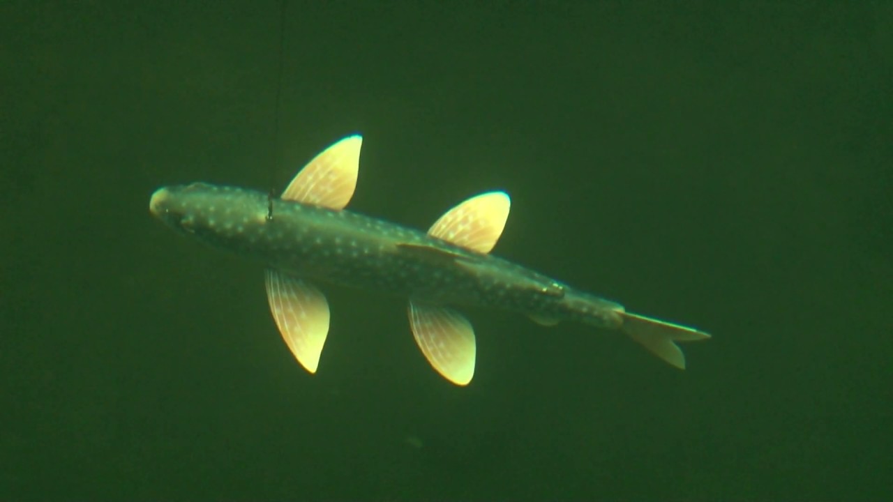 Discovering - Spearfishing