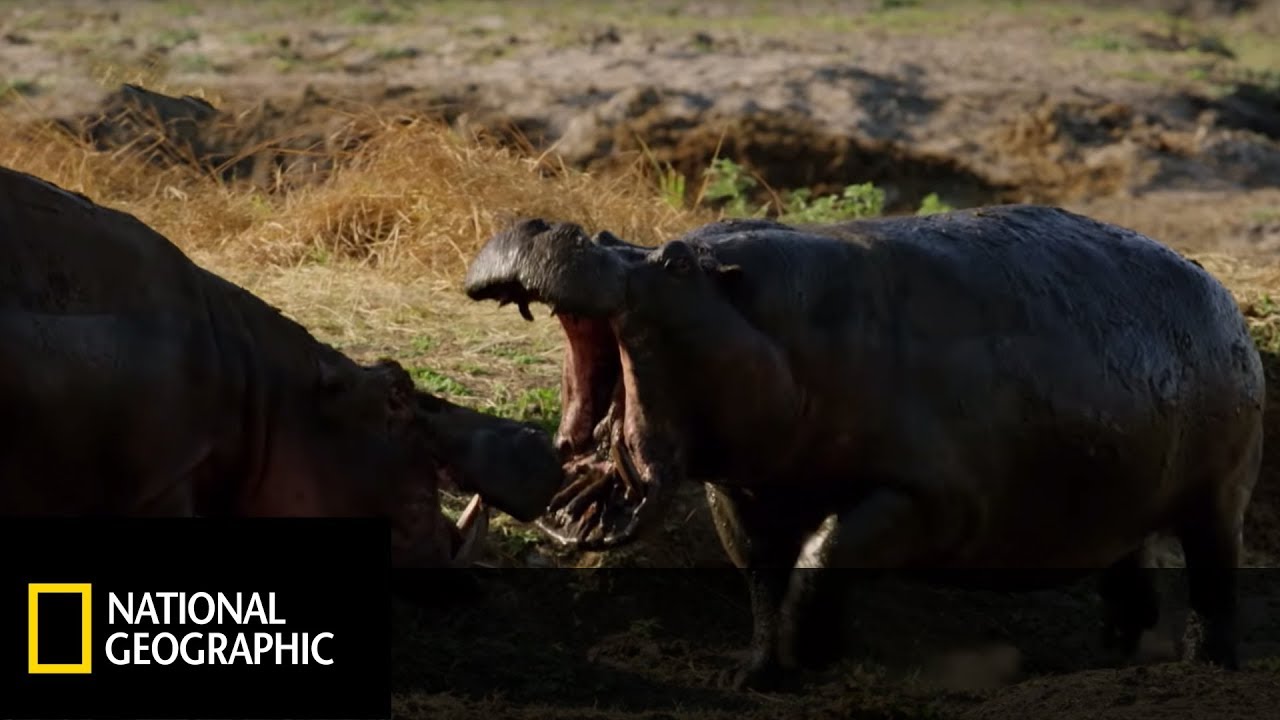 Samiec desperacko walczył o miejsce w bagnie! [Wrogi Świat]