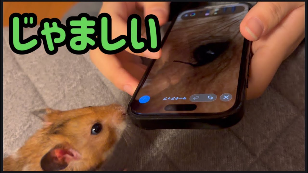 スマホ大好き？邪魔してくるハムスターが可愛すぎた【てらこった】Scent lover Teracotta is a little troublemaker!