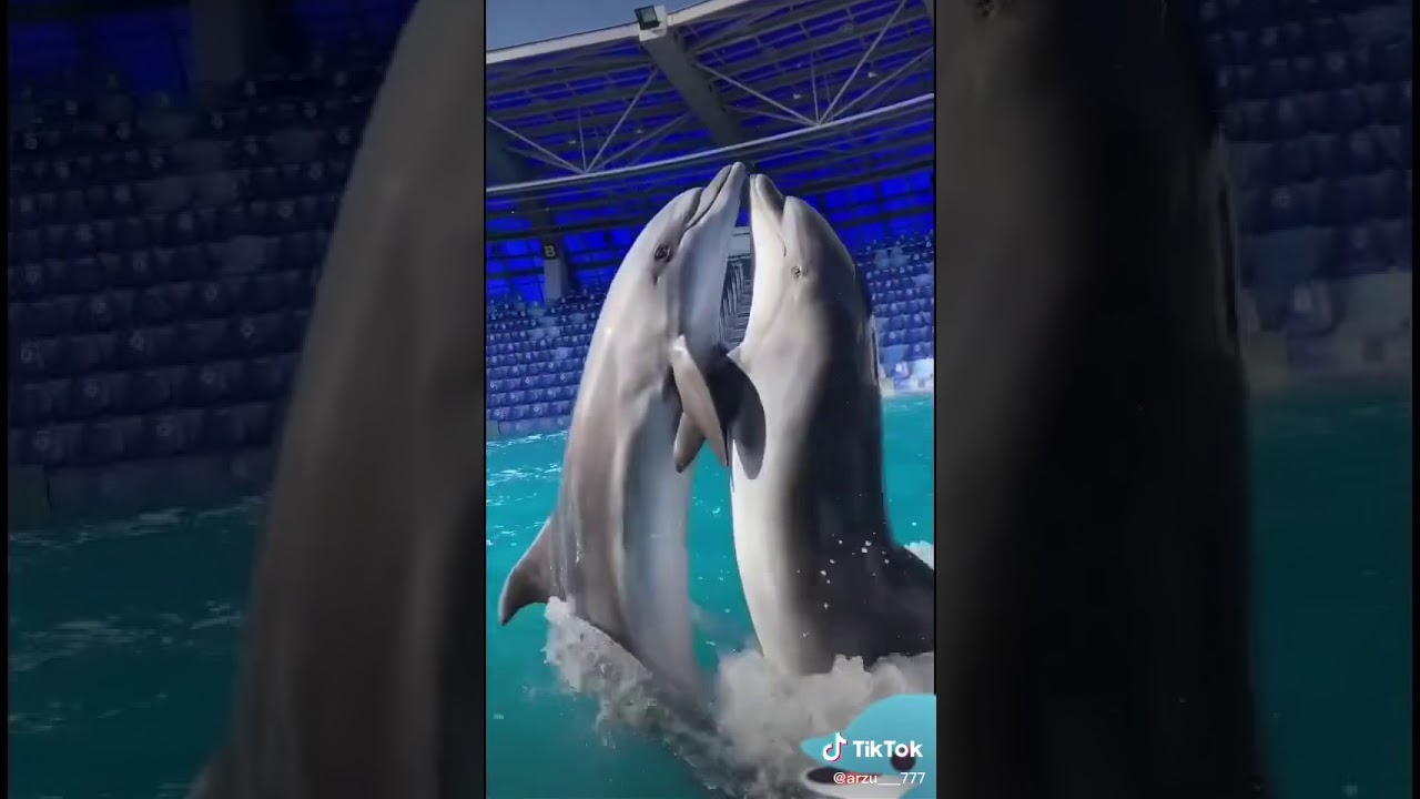 Дельфины &hearts;️танцуют танец настоящей любви &hearts;️