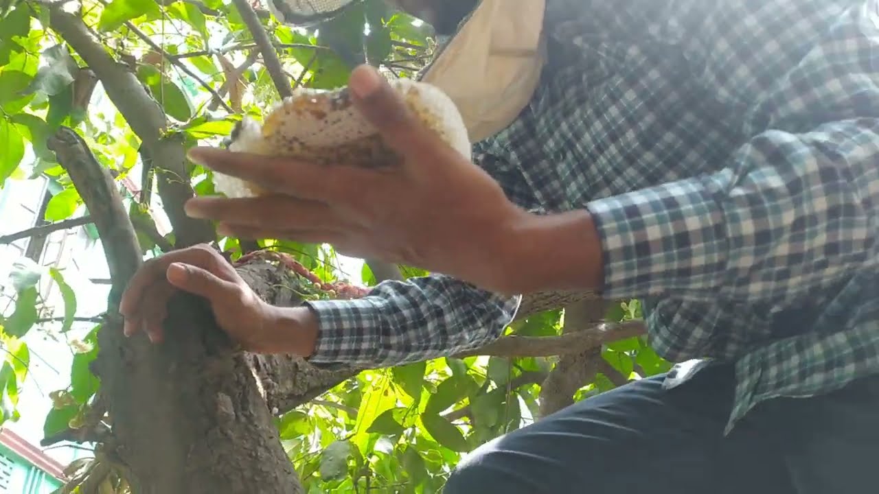 এপিস ছারানা/ইনডিকা মৌমাছি বক্স বন্ধী পার্ট- ২🐝Apis charana/indica bee box enclosure EPS2#এপিস_ছারানা