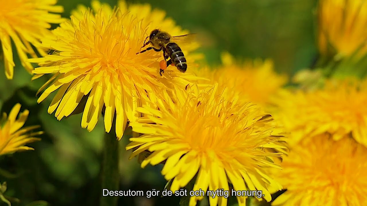 Djuren på bondgården - bin
