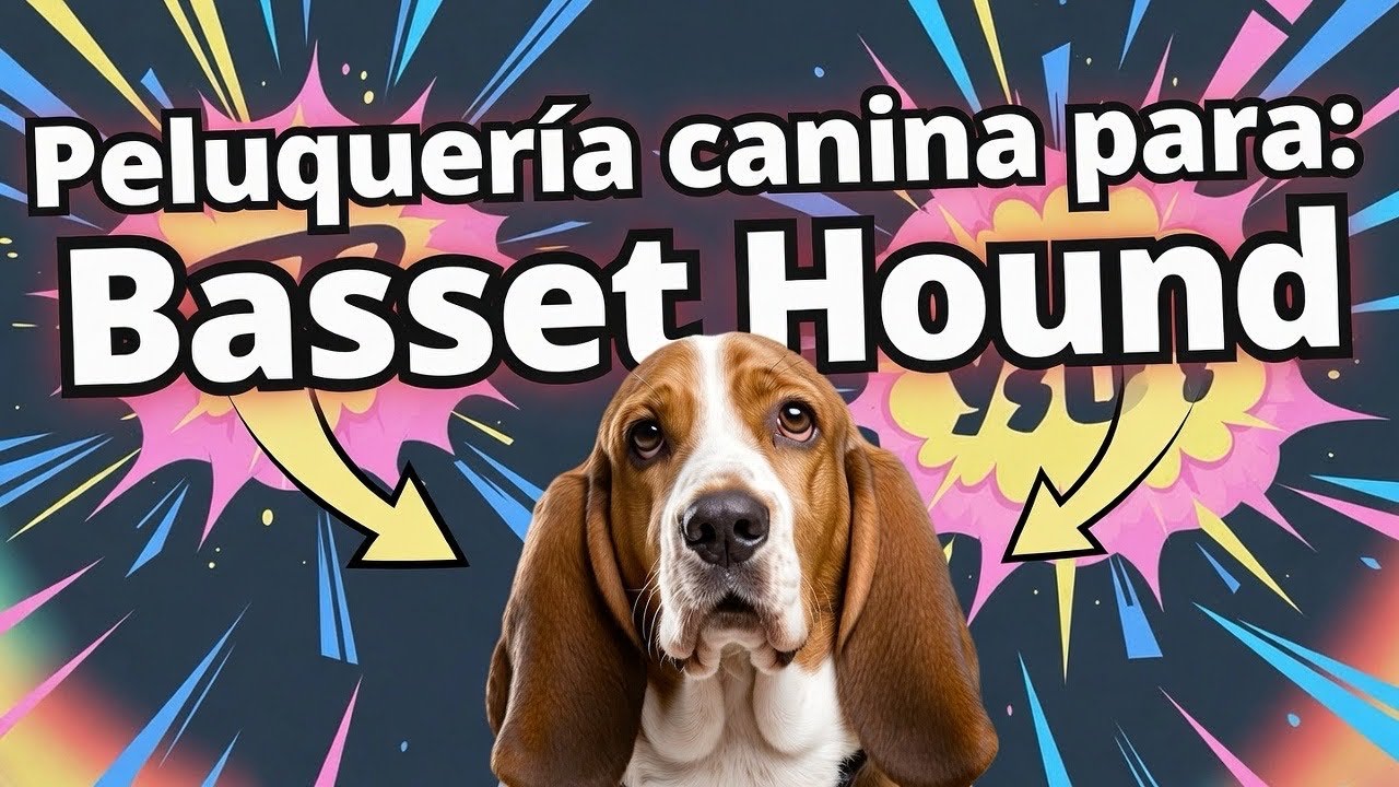 ✂️PELUQUERÍA CANINA🐶 Basset Hound #fluffydog #mobilegrooming #doggroomer #viralvideo #bassethounds
