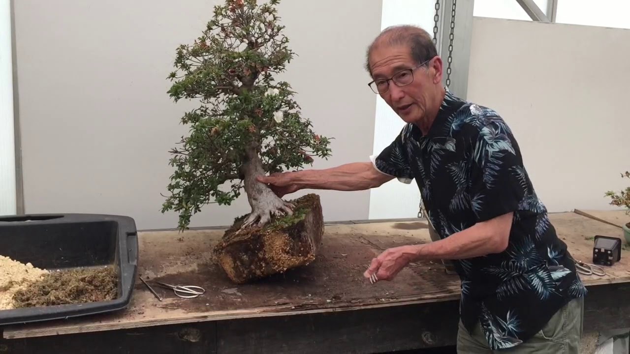 Deadheading and Repotting Azalea Bonsai