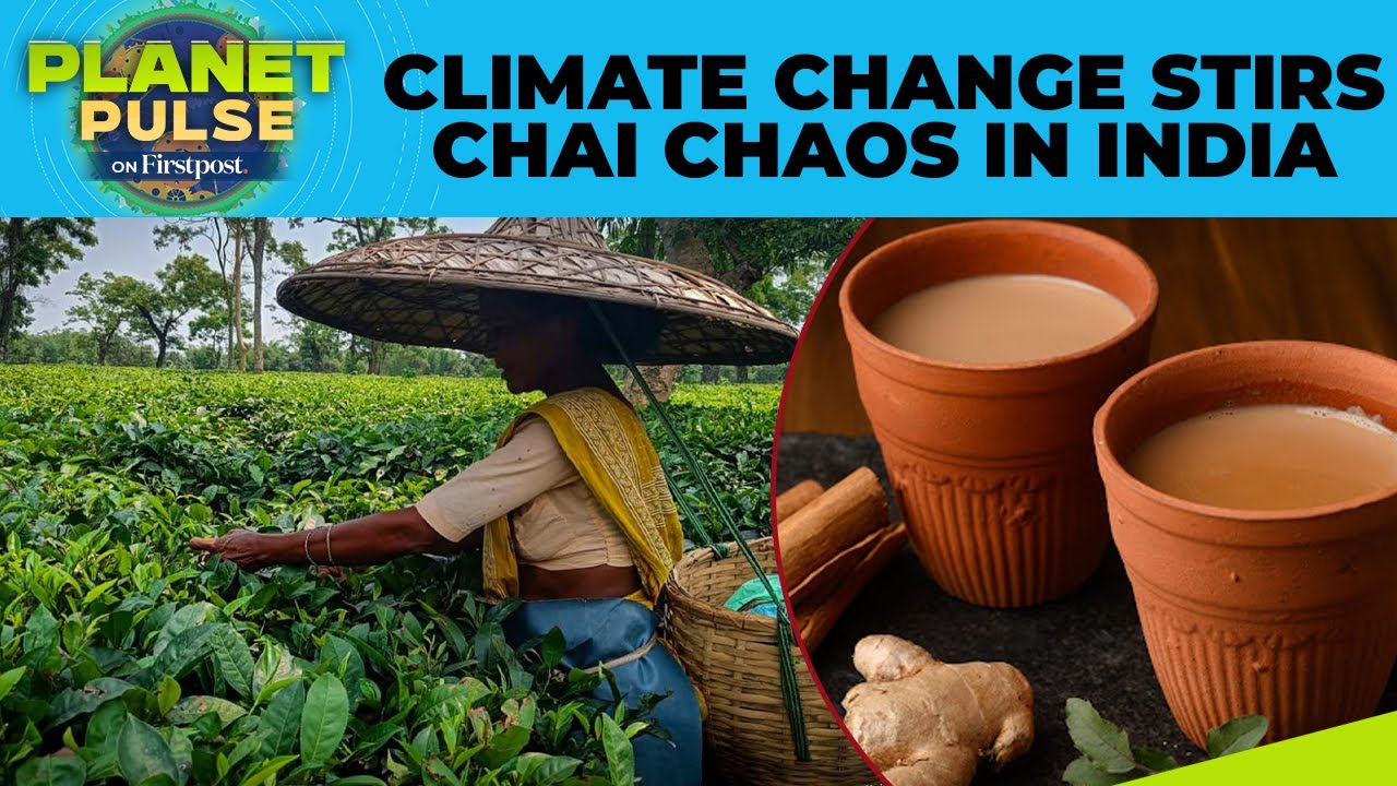 India&rsquo;s Iconic Assam and Darjeeling Tea Struggle Amid Climate Change | Planet Pulse | N18G