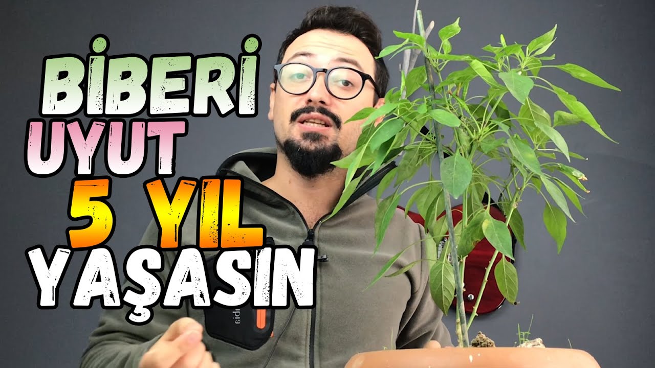 Biberi Uyut Beş Yıla Kadar Yaşasın