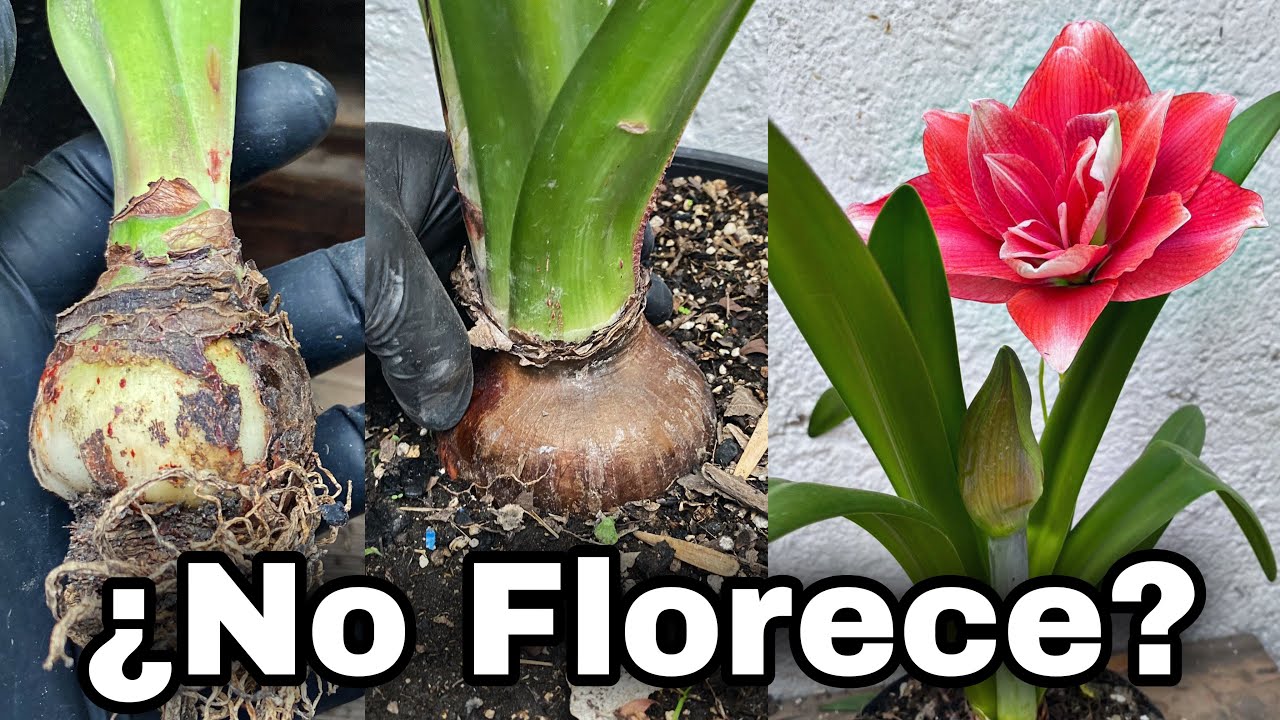 ¿PORQUE MI AMARILIS NO FLORECE Solo Saca HOJAS? (Azucenas, lirios)