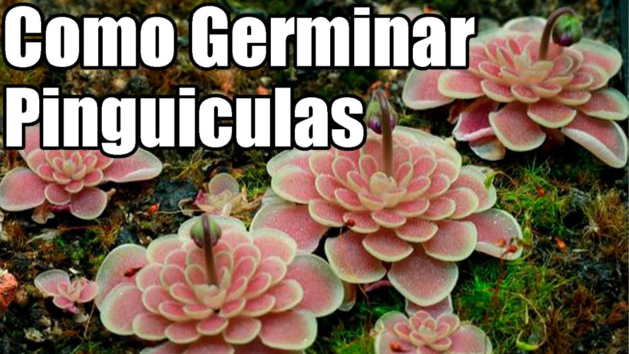 Como germinar semillas de pinguiculas || Plantas Carnivoras || Bananafabric
