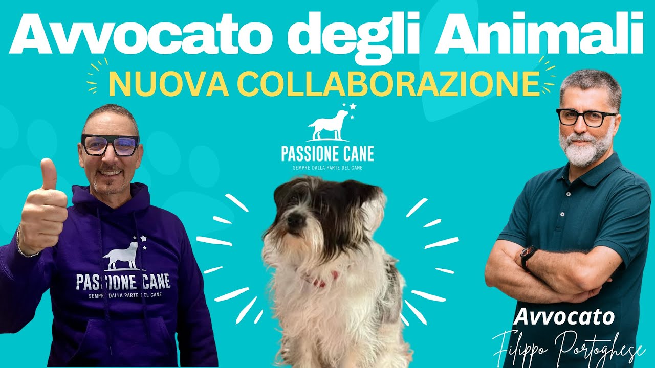 AVVOCATO DEGLI ANIMALI: NUOVA COLLABORAZIONE con l'Avv. Filippo Portoghese