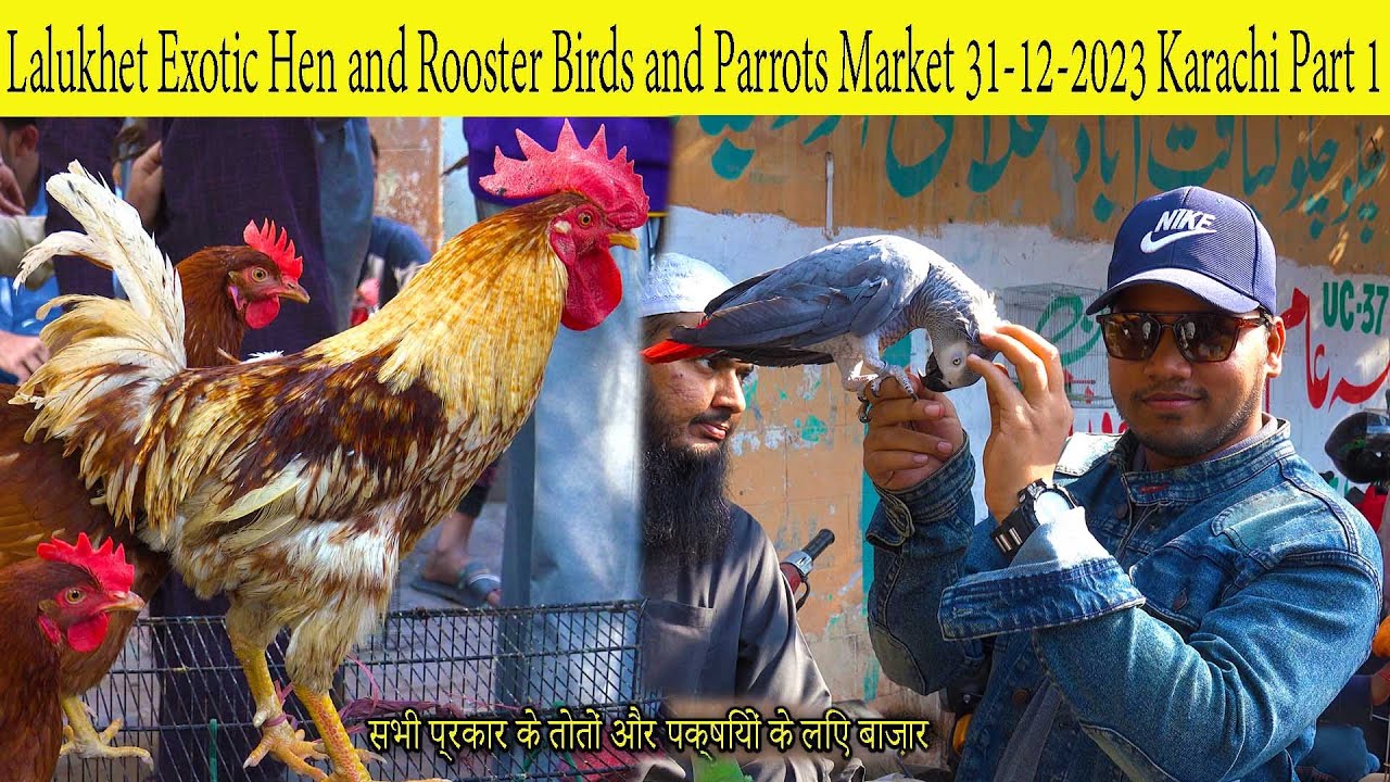 Lalukhet Exotic Birds Parrot Hen and Rooster Market 31-12-23 Karachi  سوق الطيور والببغاوات النادرة