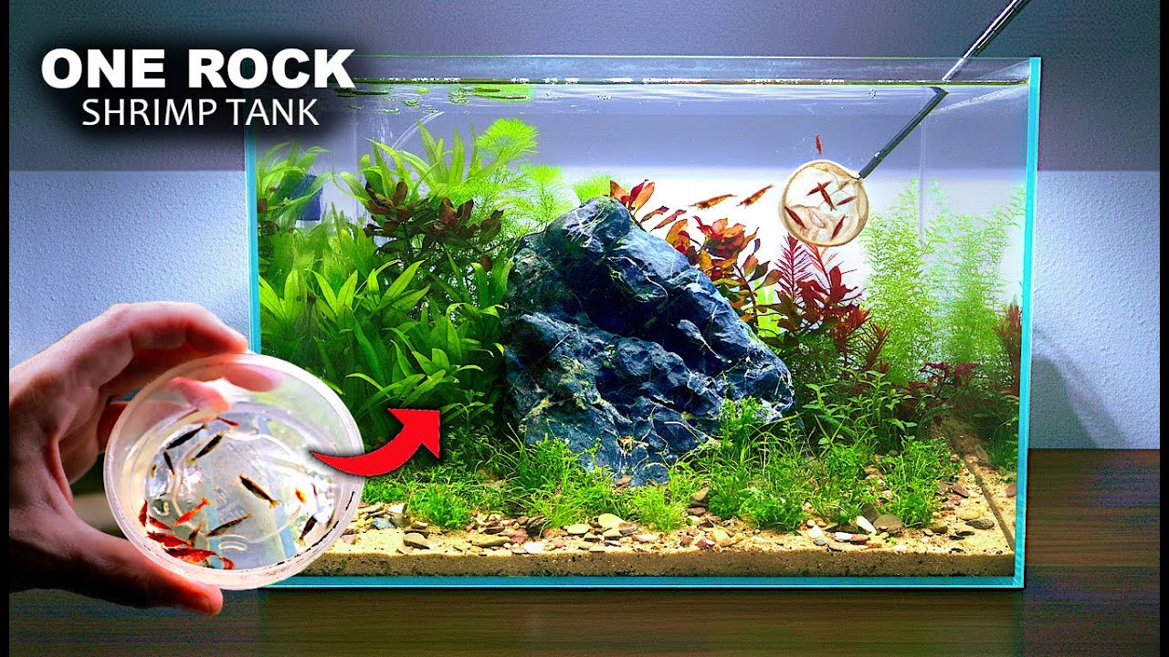 I Made A One Rock  Ecosystem Aquarium For My Home Bred Shrimp