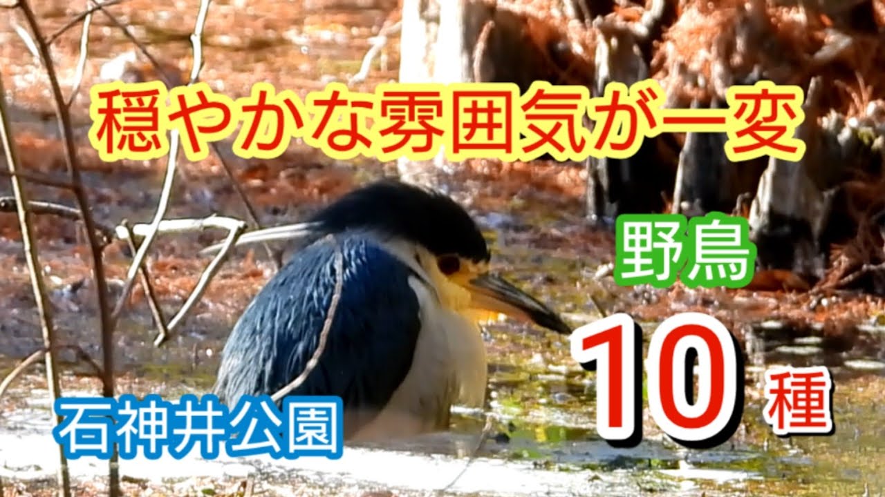 穏やかな雰囲気が一変　石神井公園　1月上旬〜中旬