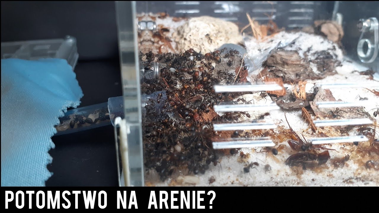 Potomstwo na arenie?🤔-Camponotus Nicobarensis, Camponotus Herculeanus i Lasius Niger