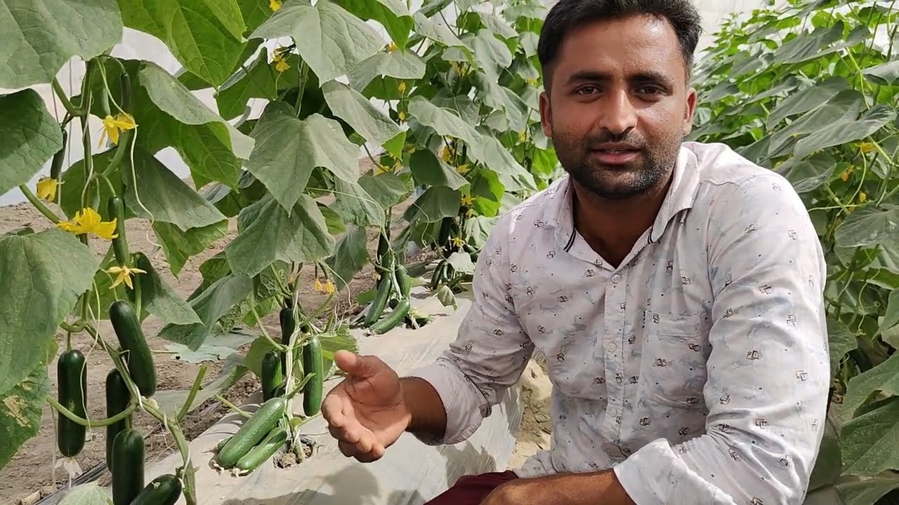 Garware Insect net House wire rope Structure