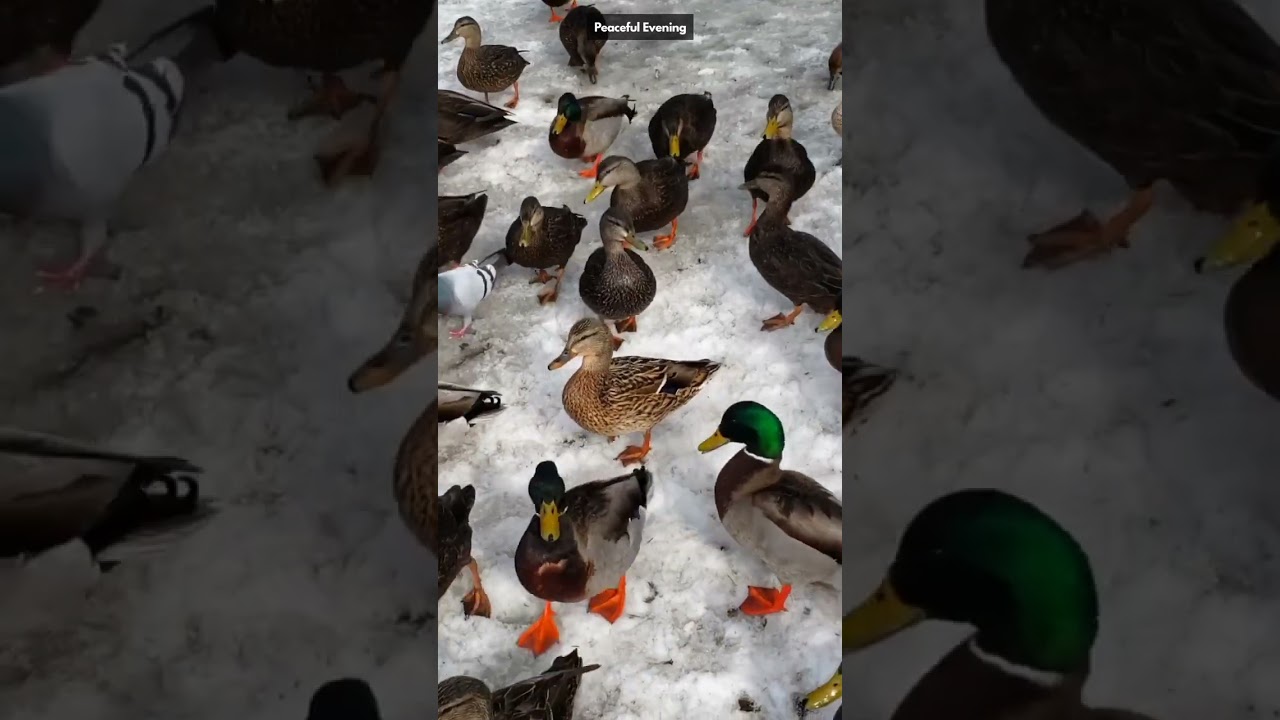 Mallard | Homing Piegon | Rouen duck | #shorts