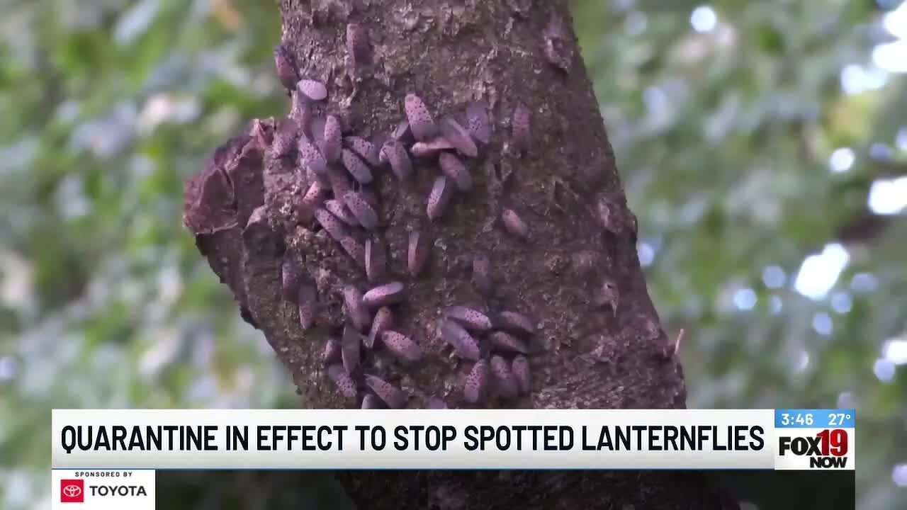 Ohio issues statewide quarantine to stop spread of spotted lanternflies