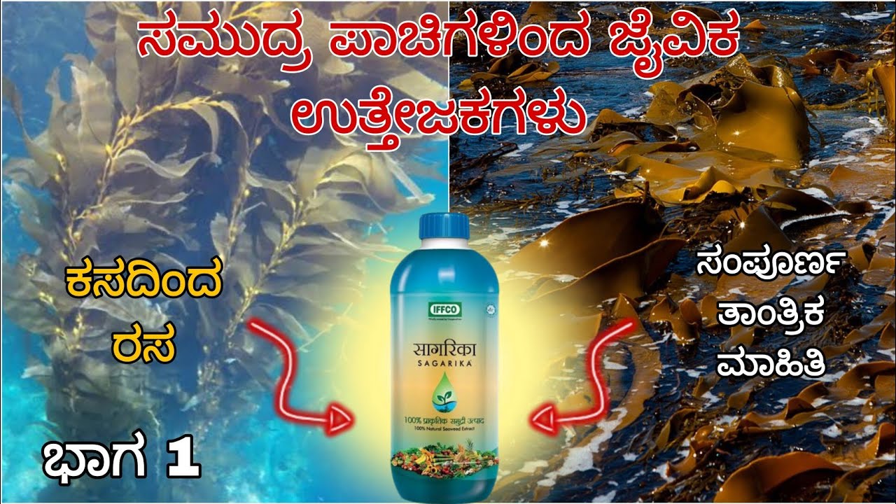 Seaweed Extract part 1 | Complete information | ಸೀ ವೀಡ್ ಎಕ್ಸ್ಟ್ರಾಕ್ಟ್ | from waste to best |