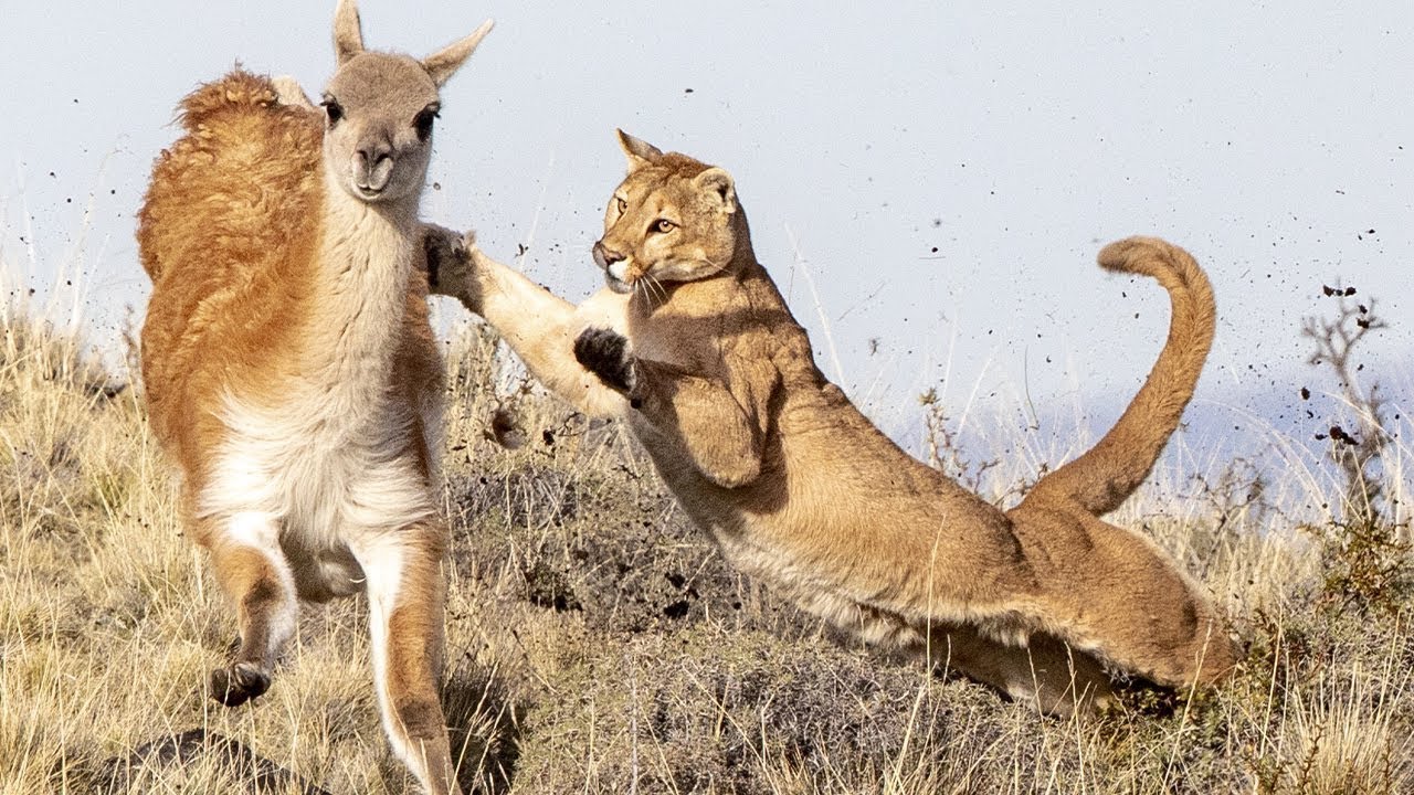 El Puma de la Patagonia: El Fantasma