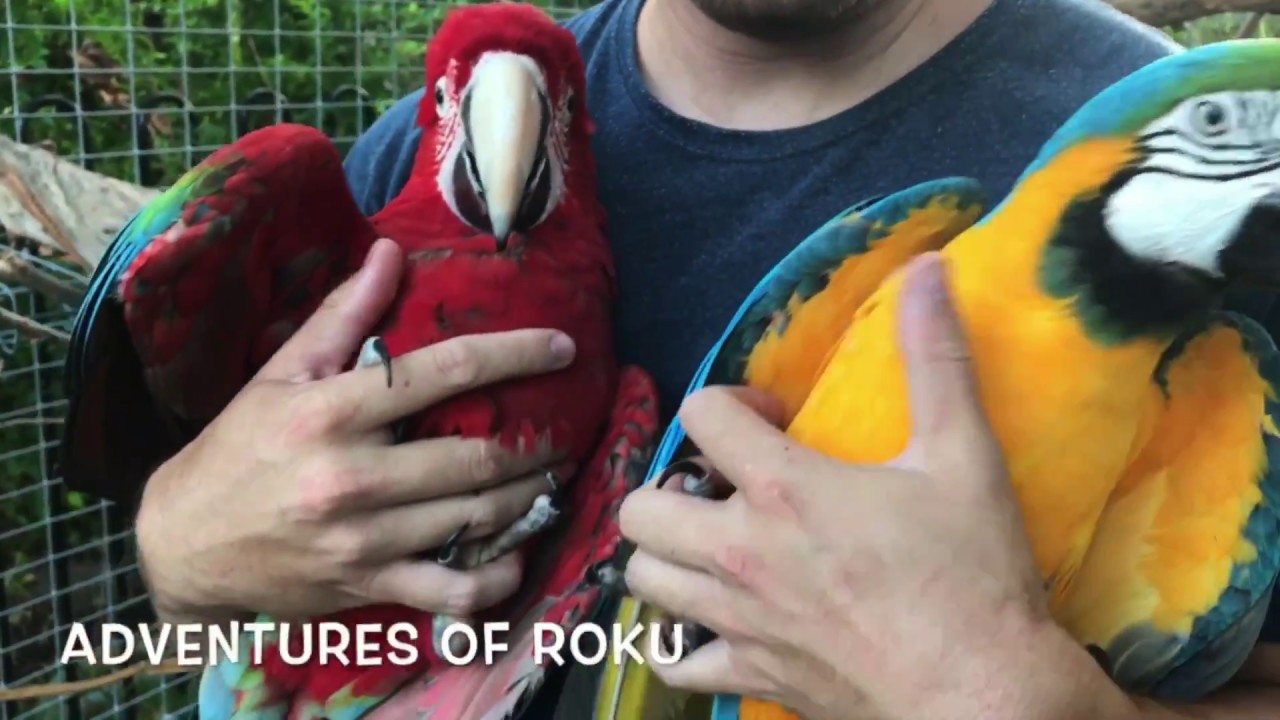 Roku & Korra in their Aviary