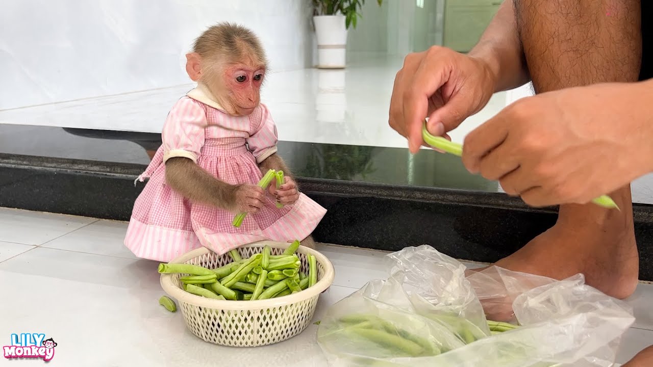 Monkey Lily obedient helps dad break beans to cook breakfast