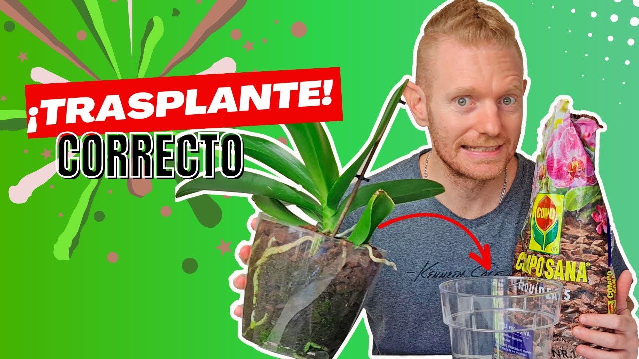 🌸 Cómo Trasplantar Orquídea Phalaenopsis ⮞ Técnica Correcta
